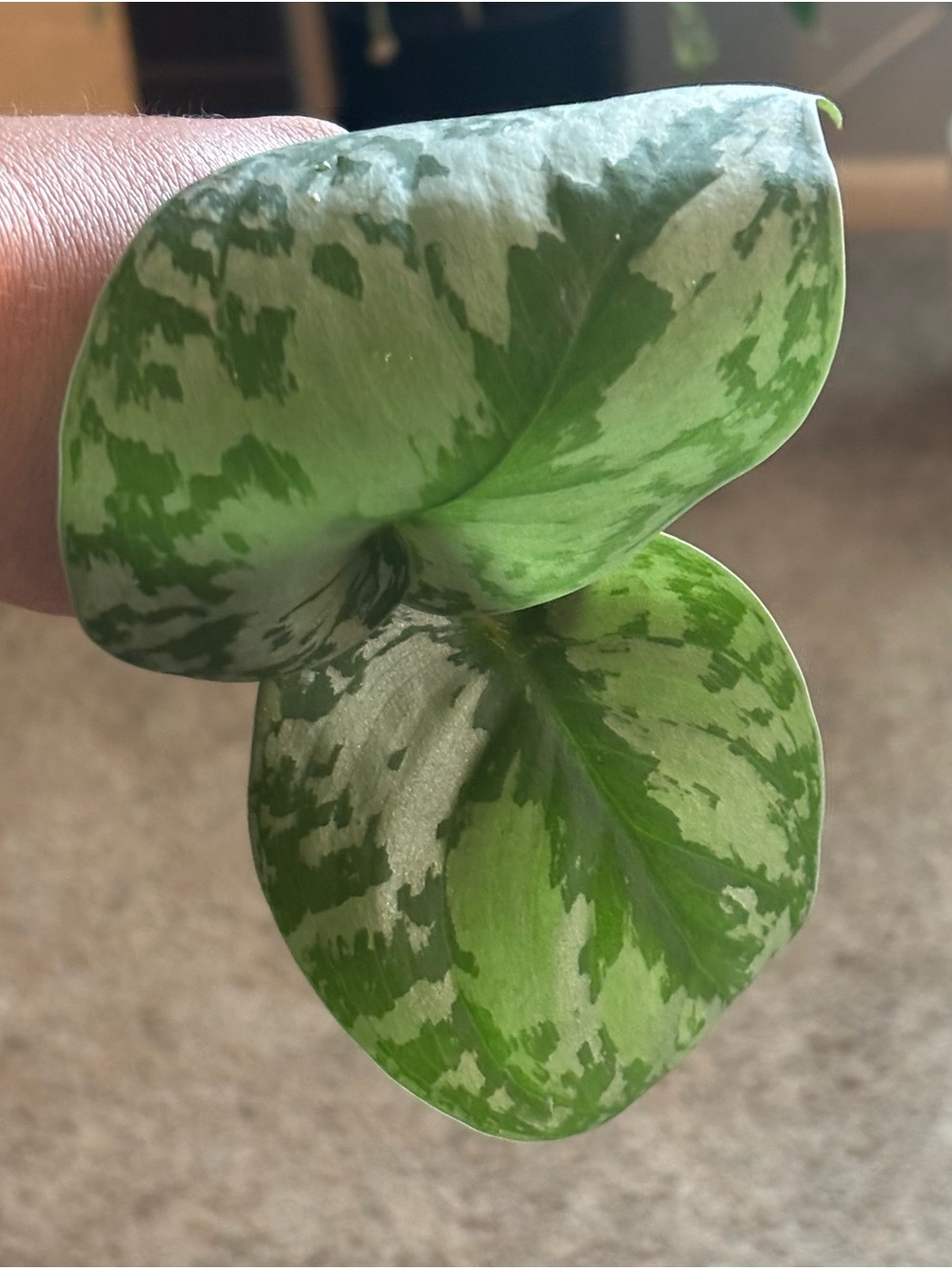 Satin Pothos (Scindapsus pictus) Cutting